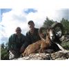 Image 4 : MACEDONIA- WOLF HUNT AND TOURING FOR TWO