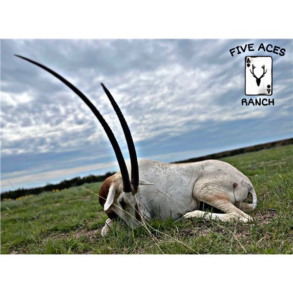Texas- Trophy Scimitar Oryx hunt