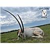 Image 1 : Texas- Trophy Scimitar Oryx hunt