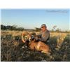 Image 4 : TEXAS- MOUFLON RAM AND HYBRID IBEX