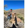 Image 1 : NEW MEXICO AOUDAD HUNT