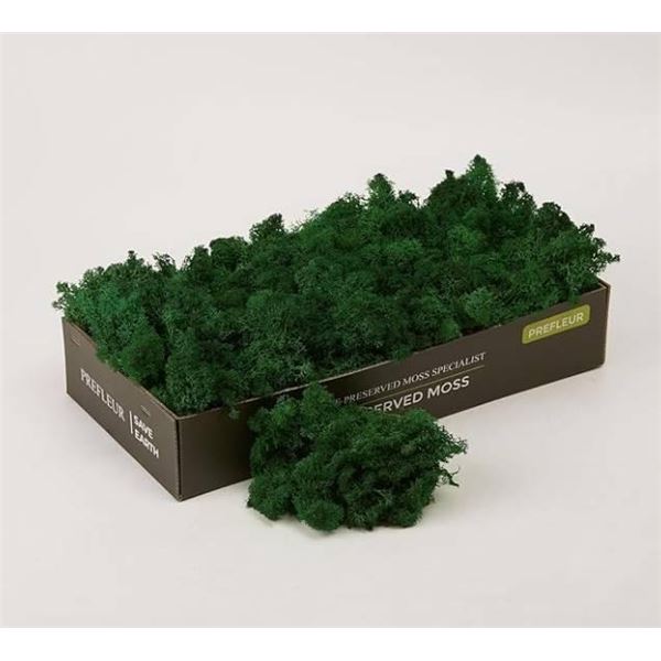 Preserved Reindeer Moss Natural Green DIY Kit Terrariums Gardenning Art Wall Decor Florist Decor  (0