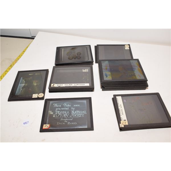 Rare Dick Bird Regina Glass Slides (worked for Audobon & Disney)