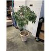 Image 1 : ARTIFICIAL TREE IN POT