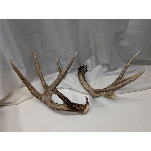 Shedd Off Antlers 16"