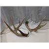 Image 1 : Shedd Off Antlers 16"