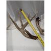 Image 2 : Shedd Off Antlers 16"