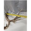 Image 3 : Shedd Off Antlers 16"