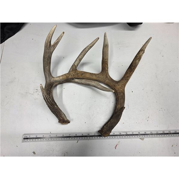 Pair of antler sheds