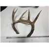 Image 1 : Pair of antler sheds