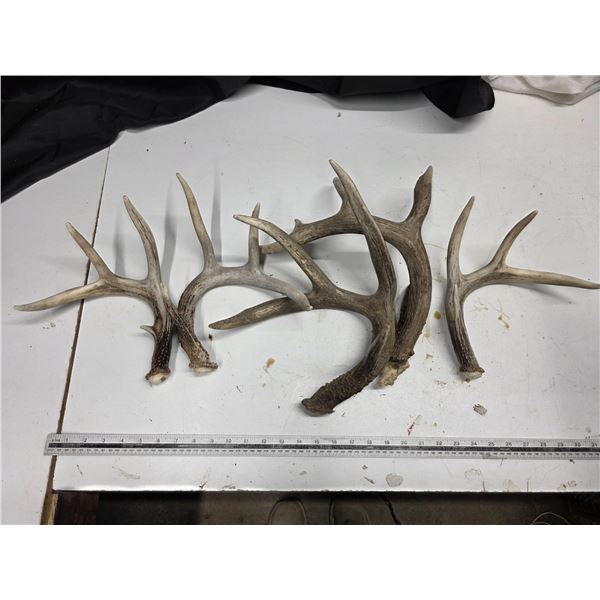 Antler sheds