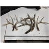 Image 1 : Antler sheds