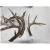 Image 2 : Antler sheds