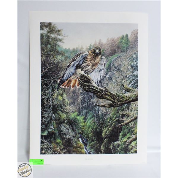 RED TAILED HAWK PRINT
