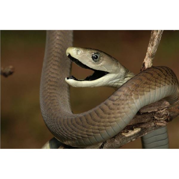 Black Mamba snake reprint photo