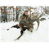 Image 8 : CROATIA BIG GAME HUNT 2 HUNTERS OR 1 HUNTER / 1 NON-HUNTER