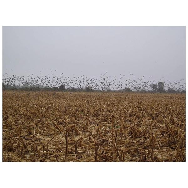 ARGENTINA PIGEON & DOVE 3 HUNTERS 4 DAYS