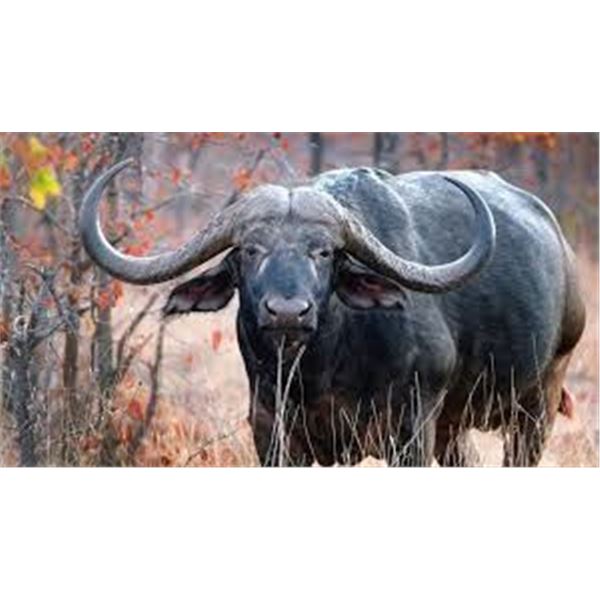 7 DAY CAPE BUFFALO HUNT 1 HUNTER 1 OBSERVER 5 DAYS