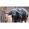 Image 1 : 7 DAY CAPE BUFFALO HUNT 1 HUNTER 1 OBSERVER 5 DAYS