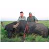 Image 1 : ARGENTINA WATER BUFFALO FREE RANGE FOR ! HUNTER 5 DAYS 4 NIGHTS