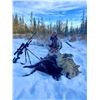 Image 5 : ALBERTA WOLF HUNT AND TRAPLINE ADVENTURE FOR ONE HUNTER / 6 DAYS