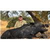 Image 16 : WILD BOAR IN NORTHERN CALIFORNIA #1