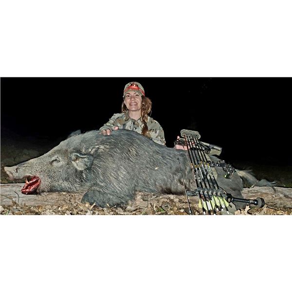 WILD BOAR IN NORTHERN CALIFORNIA #1