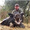 Image 9 : WILD BOAR IN NORTHERN CALIFORNIA #1