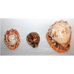 Lot of 3 Sea Shells- 2  Have Carved Cameos