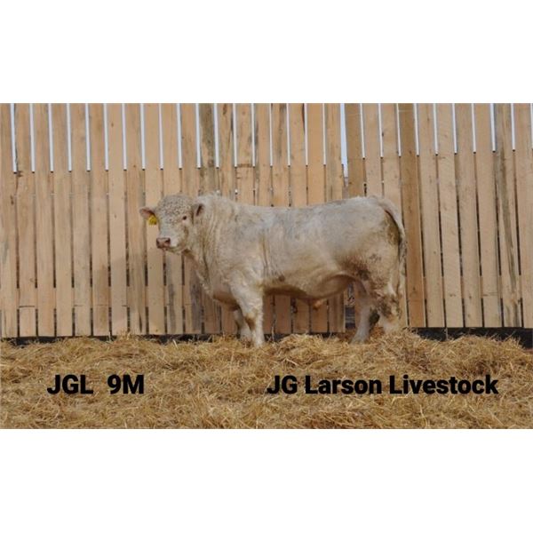 2 Year-Old Charolais Bull - JGL 9M