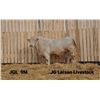 Image 1 : 2 Year-Old Charolais Bull - JGL 9M