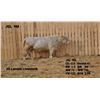Image 2 : 2 Year-Old Charolais Bull - JGL 9M