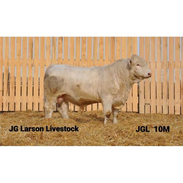 2 Year-Old Charolais Bull - JGL 10M