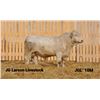 Image 1 : 2 Year-Old Charolais Bull - JGL 10M