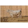 Image 2 : 2 Year-Old Charolais Bull - JGL 10M