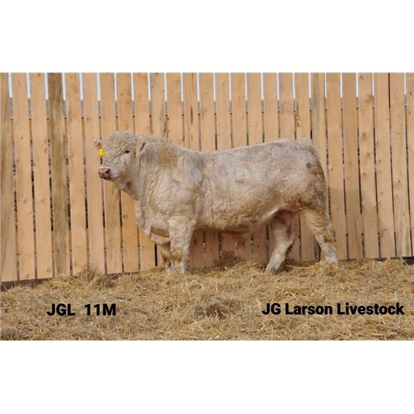 2 Year-Old Charolais Bull - JGL 11M