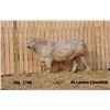 Image 1 : 2 Year-Old Charolais Bull - JGL 11M