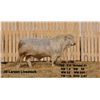 Image 2 : 2 Year-Old Charolais Bull - JGL 11M