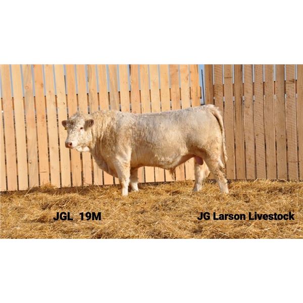 2 Year-Old Charolais Bull - JGL 19M