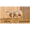Image 1 : 2 Year-Old Charolais Bull - JGL 19M