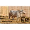 Image 2 : 2 Year-Old Charolais Bull - JGL 19M