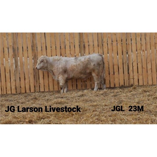 2 Year-Old Charolais Bull - JGL 23M