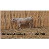 Image 1 : 2 Year-Old Charolais Bull - JGL 23M