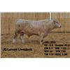 Image 2 : 2 Year-Old Charolais Bull - JGL 23M