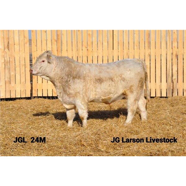 2 Year-Old Charolais Bull - JGL 24M