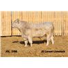 Image 1 : 2 Year-Old Charolais Bull - JGL 24M