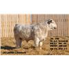 Image 2 : 2 Year-Old Charolais Bull - JGL 24M