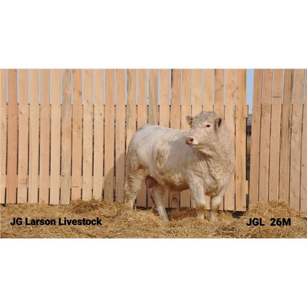 2 Year-Old Charolais Bull - JGL 26M