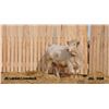 Image 1 : 2 Year-Old Charolais Bull - JGL 26M