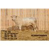 Image 2 : 2 Year-Old Charolais Bull - JGL 26M